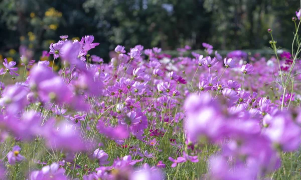 Cosmos Bipinnatus Fiori Brillano Nel Giardino Fiorito Con Bonsai Scintillante — Foto Stock