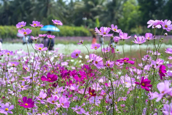 Cosmos Bipinnatus Flores Brillan Jardín Flores Con Bonsái Brillante Colorido — Foto de Stock