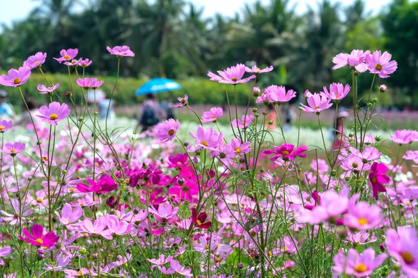 Cosmos Bipinnatus Flores Brillan Jardín Flores Con Bonsái Brillante Colorido — Foto de Stock
