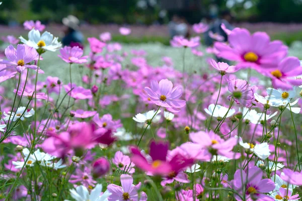Cosmos Bipinnatus Blommor Lysa Blomsterträdgården Med Färgglada Skimrande Bonsai Och — Stockfoto