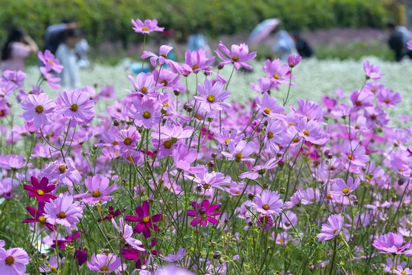 Kosmos Podwójnie Pierzasty Kwiaty Zabłysnąć Ogrodzie Kwiat Kolorowe Bonsai Lśniące — Zdjęcie stockowe