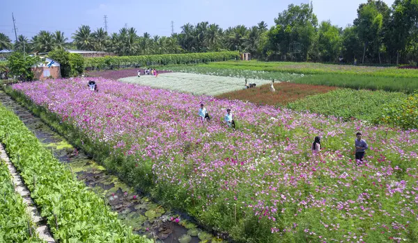 Tien Giang Vietnam Februari 2018 Trädgård Blommor Ekologi Med Många — Stockfoto