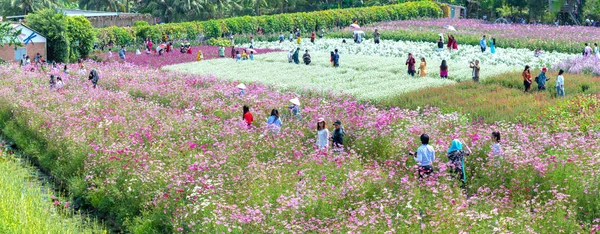 Tien Giang Vietnam Února 2018 Zahradní Květiny Ekologie Mnoha Květy — Stock fotografie