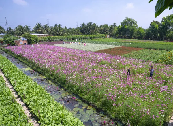 Tien Giang Vietnam 2018 Február Kerti Virágok Ökológia Számos Virággal — Stock Fotó