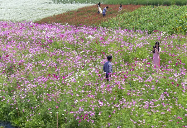 Tien Giang Vietnam Février 2018 Écologie Des Fleurs Jardin Avec — Photo