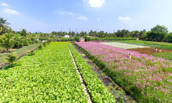 Tien Giang Vietnam 2018 Február Kerti Virágok Ökológia Számos Virággal — Stock Fotó