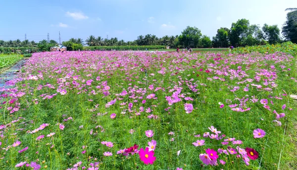 ティエンザン ベトナム 2018 より多くのツーリストを引き付けるためにカラフルな花がたくさんの庭花生態学写真旅行ベトナムのティエンザン 田園地帯で旧正月の朝 — ストック写真
