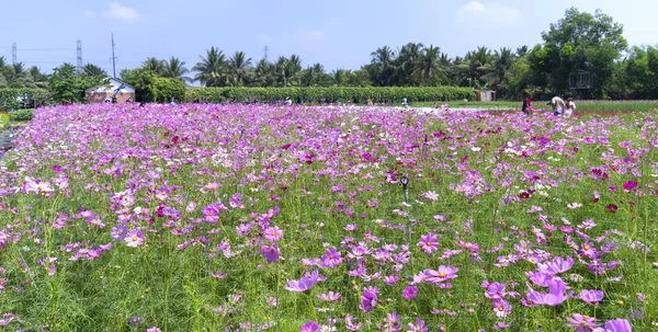 Τιέν Ζανγκ Βιετνάμ 12Η Φεβρουαρίου 2018 Οικολογία Λουλούδια Κήπος Πολλά — Φωτογραφία Αρχείου