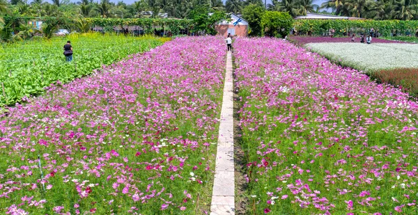 Tien Giang Wietnam Lutego 2018 Ekologia Kwiaty Ogród Wielu Kwiaty — Zdjęcie stockowe