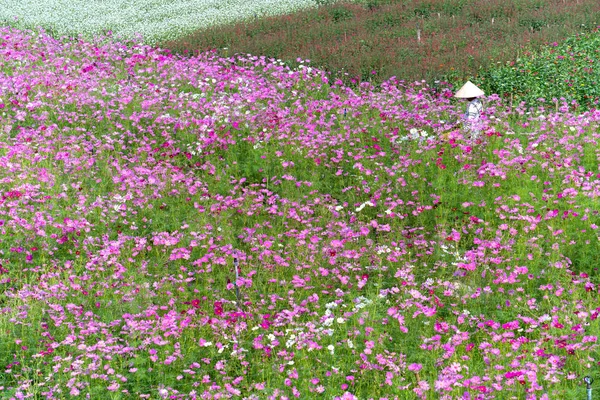 Тянь Джан Вьетнам Февраля 2018 Года Фермеры Проползают Цветочном Саду — стоковое фото