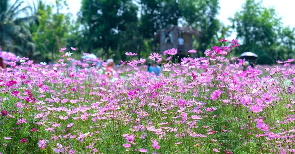 コスモスの花色は カラフルなきらめく盆栽と美しい花の庭園で輝きます この花は空に輝く星のように — ストック写真