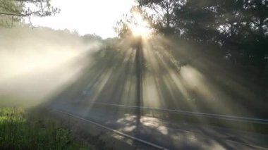 Güneş ışınları aşağı çam ormanı yol Sisli sabah parlayan, parıldayan ray ışın hayali altında parlıyor plato üzerinde banliyölerinde yeni gün karşılamaya