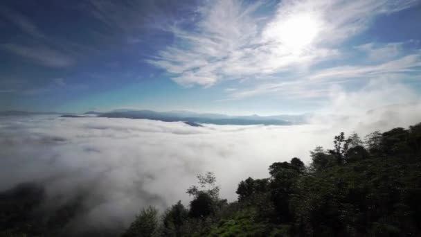 Amanecer Meseta Bosques Pinos Cubiertos Niebla Envuelta Tan Hermoso Paisaje — Vídeos de Stock
