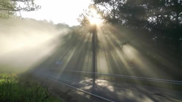 太陽光線を輝いているパイン フォレスト道路の霧の朝 きらめく光線ビーム架空の下に輝く高原の郊外に新しい日を迎えるために — ストック動画