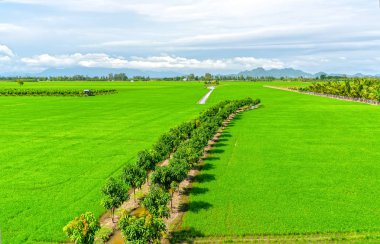 Yeşil pirinç tarlaları sel sezonu kırsal Vietnam güzel görünümünden ayağa kalkın. En büyük tahıl ambarı Mekong Delta ve Vietnam'ın tarım gurur bu