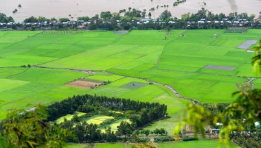 Yeşil pirinç tarlaları sel sezonu kırsal Vietnam güzel görünümünden ayağa kalkın. En büyük tahıl ambarı Mekong Delta ve Vietnam'ın tarım gurur bu