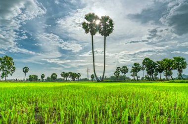Renkli günbatımı şeker pirinç sahada palms. Çiftçiler iki kırpma Inter ve tarım sanat formları oluşturmak gibi tarım tesislerinde birleştirmek zorunda.
