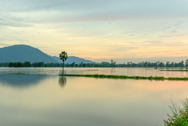 Yolu yalnız palmiye ağaç sular altında alanlar arasında kırsal Vietnam'da kayan sezon hala bir göl gibi