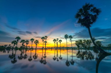 Renkli gündoğumu kadar dramatik gökyüzüne yükselen uzun palmiye ağaçları ile güzel bulutlar ve siluet kırsal Mekong Deltası'nda yüzey su yansıtmak