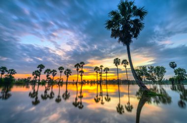 Renkli gündoğumu kadar dramatik gökyüzüne yükselen uzun palmiye ağaçları ile güzel bulutlar ve siluet kırsal Mekong Deltası'nda yüzey su yansıtmak