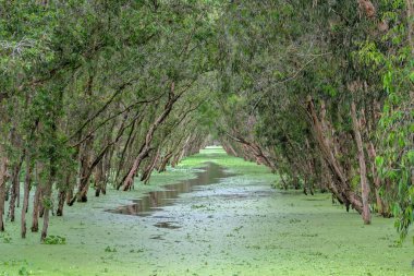 Melaleuca orman yolu melaleuca ağaçları kanalı ile güneşli sabah mangroves zengin bitki örtüsünün oluşturmak için çiçeklerle kaplı. Doğada korunması gereken yeşil akciğer bu