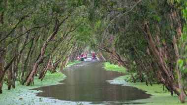 Bir Giang, Vietnam - 12 Eylül 2018: Kayıkçı gezgin bir tekne turu mangrov ormanın içinde kanalları boyunca alır. Bu bir eko turizm Mekong Delta bir Giang, Vietnam alandır