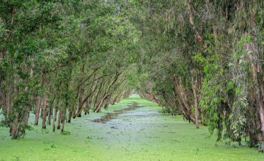 Melaleuca orman yolu melaleuca ağaçları kanalı ile güneşli sabah mangroves zengin bitki örtüsünün oluşturmak için çiçeklerle kaplı. Doğada korunması gereken yeşil akciğer bu