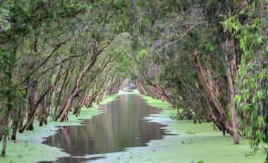 Melaleuca orman yolu melaleuca ağaçları kanalı ile güneşli sabah mangroves zengin bitki örtüsünün oluşturmak için çiçeklerle kaplı. Doğada korunması gereken yeşil akciğer bu