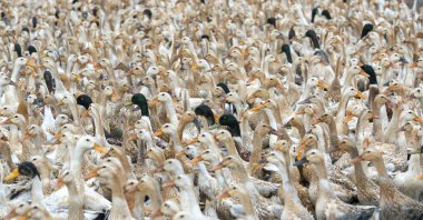 İle bin-in koşma, ayakta, toplanan ördek sürüsü zaman zaman Vietnam kırsal gruptaki kafeslerde hazırlamak için zincirli..