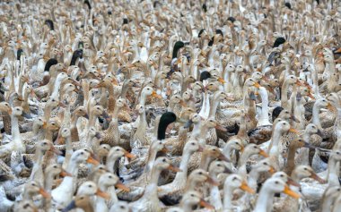 İle bin-in koşma, ayakta, toplanan ördek sürüsü zaman zaman Vietnam kırsal gruptaki kafeslerde hazırlamak için zincirli..