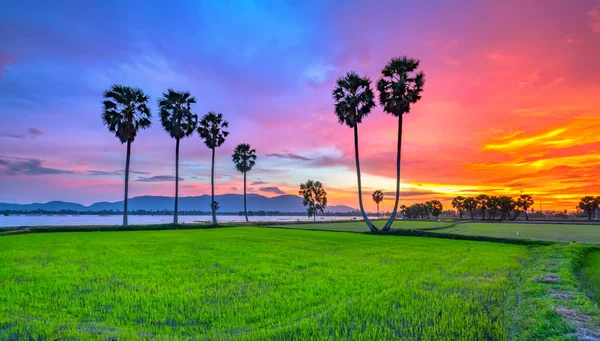 Colorful Sunset Sugar Palms Rice Field Farmers Have Combine Two — Stock Photo, Image