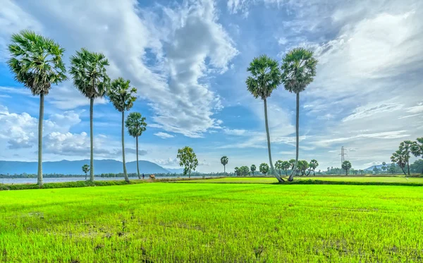 Pôr Sol Colorido Palmas Açúcar Campo Arroz Agricultores Têm Combinar — Fotografia de Stock