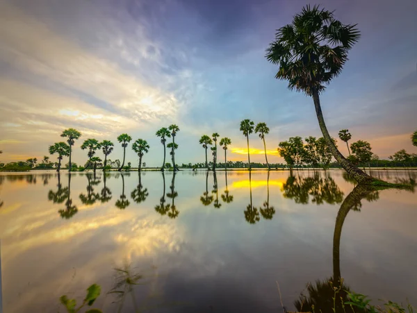 Kleurrijke Zonsopgang Met Hoge Palmbomen Oprijzen Dramatische Hemel Prachtige Wolken — Stockfoto