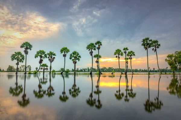 Kleurrijke Zonsopgang Met Hoge Palmbomen Oprijzen Dramatische Hemel Prachtige Wolken — Stockfoto