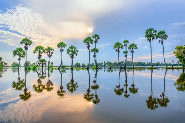 Kleurrijke Zonsopgang Met Hoge Palmbomen Oprijzen Dramatische Hemel Prachtige Wolken — Stockfoto