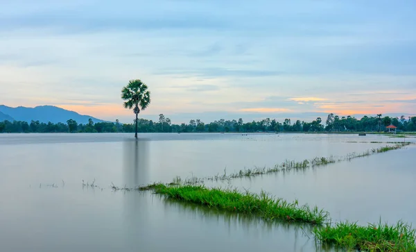 Pad Eenzaam Palmboom Tussen Overstroomd Velden Zoals Een Nog Meer — Stockfoto