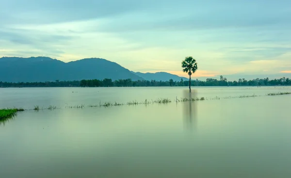農村ベトナム浮動シーズンにまだ湖湛間パス孤独なヤシの木が好き — ストック写真