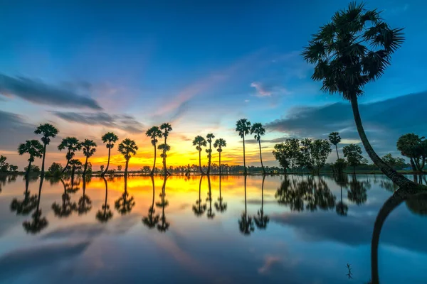 Kleurrijke Zonsopgang Met Hoge Palmbomen Oprijzen Dramatische Hemel Prachtige Wolken — Stockfoto