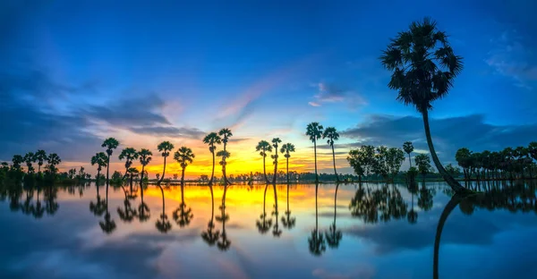 Kleurrijke Zonsopgang Met Hoge Palmbomen Oprijzen Dramatische Hemel Prachtige Wolken — Stockfoto