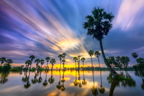 Lever Soleil Coloré Avec Grands Palmiers Levant Dans Ciel Spectaculaire — Photo