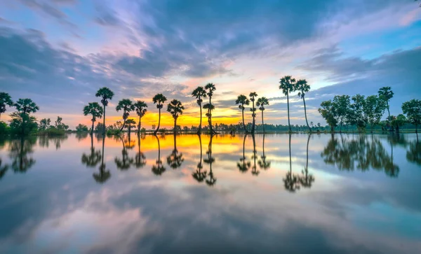 Kleurrijke Zonsopgang Met Hoge Palmbomen Oprijzen Dramatische Hemel Prachtige Wolken — Stockfoto