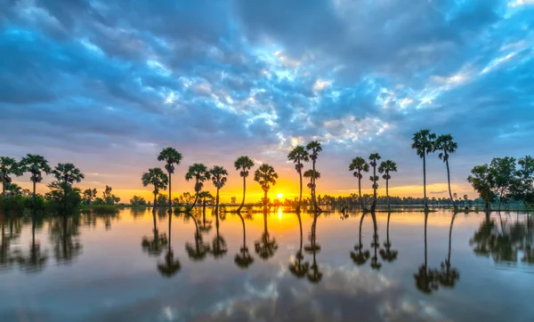 Lever Soleil Coloré Avec Grands Palmiers Levant Dans Ciel Spectaculaire — Photo