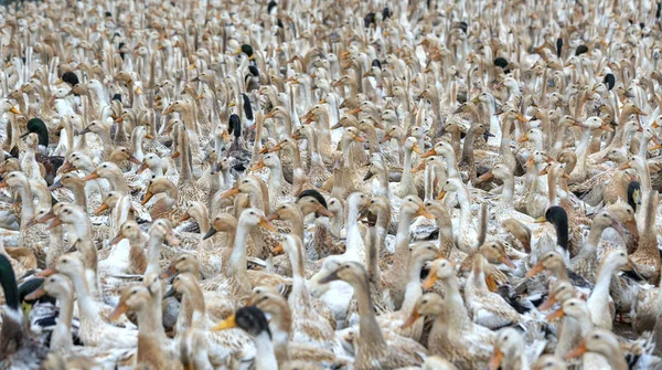 Hejno Kachen Tisíce Stojí Běží Nepravidelně Zřetězené Přípravě Klecích Zemědělské — Stock fotografie