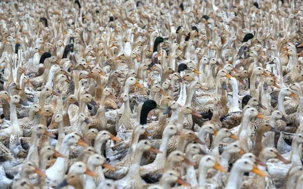 Hejno Kachen Tisíce Stojí Běží Nepravidelně Zřetězené Přípravě Klecích Zemědělské — Stock fotografie