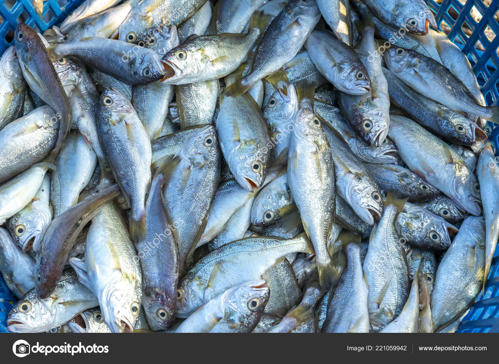 Fresh White Croaker Catching Fish Market Fish Species Live Waters