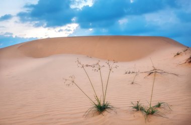 Hayatın doğal dünyanın mucizesi olarak vahşi doğada hayatta kalmak için günbatımı çim çalılar canlılık ile kum tepe üzerinde uzanır.