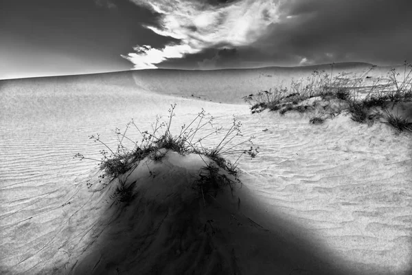 Solnedgången Kullen Sand Med Vitaliteten Gräs Buskarna Sträcker För Att — Stockfoto