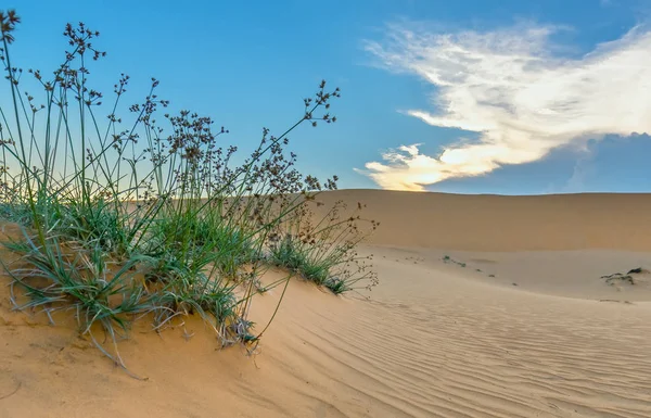 Solnedgången Kullen Sand Med Vitaliteten Gräs Buskarna Sträcker För Att — Stockfoto