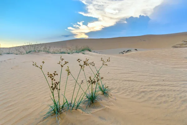 Solnedgången Kullen Sand Med Vitaliteten Gräs Buskarna Sträcker För Att — Stockfoto