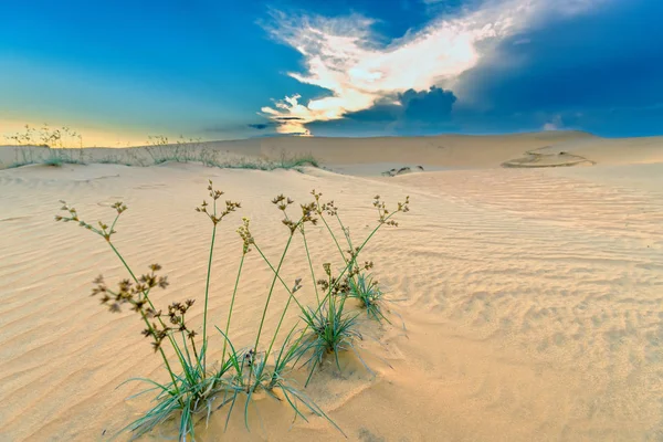 Solnedgången Kullen Sand Med Vitaliteten Gräs Buskarna Sträcker För Att — Stockfoto